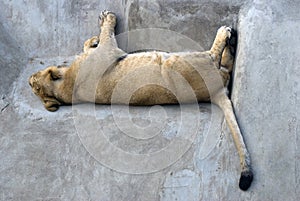 Sleeping lion portrait
