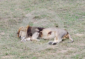 Sleeping lion,Safari Park Taigan (lions Park), Crimea.