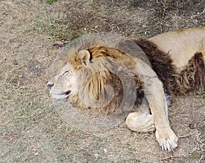 Sleeping lion,Safari Park Taigan (lions Park), Crimea.