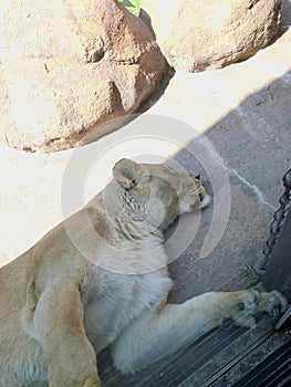 Sleeping Lion at the Zoo