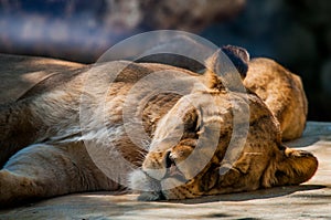 Sleeping Lioness