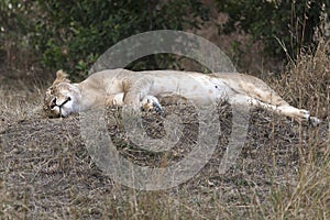 Sleeping lioness