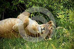 Sleeping lioness in the bushes w Amboseli