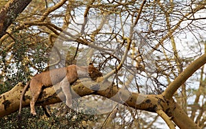 Sleeping lioness on a tree