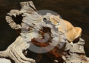 Sleeping Lioness
