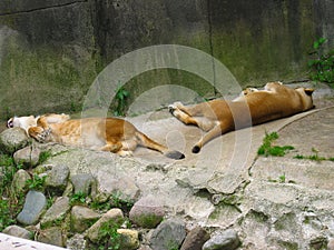 Sleeping Lions Enjoying A Nap