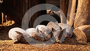 Sleeping little piglets on the ground at the farm