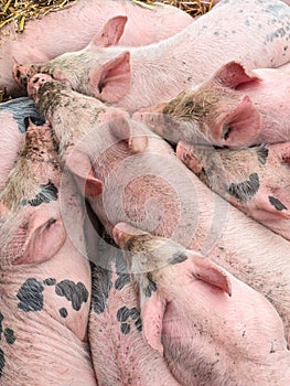 Sleeping little pigs