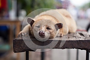 Sleeping luwak