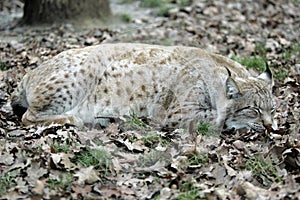 Sleeping Lynx