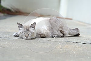 A sleeping Lynx Point Siamese stray feral cat in the community