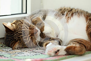 Sleeping mackerel tabby cat close-up