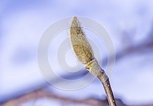 Sleeping Magnolia bud on the branch of a tree in winter. Spring is coming