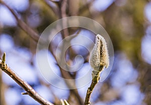 Sleeping Magnolia bud on the branch of a tree in winter. Spring is coming