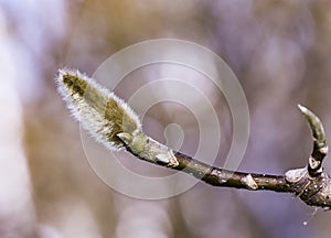 Sleeping Magnolia bud on the branch of a tree in winter. Spring is coming