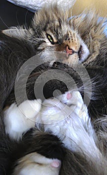 Sleeping, knotted Maine Coon cat photo