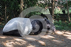 Sleeping Malayan Tapirs Tapirus Indicus.