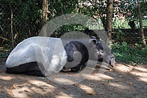 Sleeping Malayan Tapirs Tapirus Indicus. photo