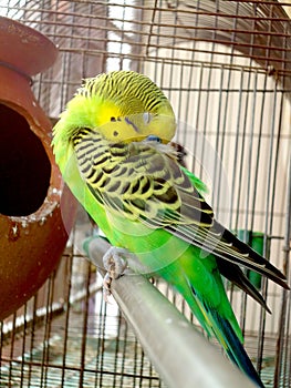 Sleeping male budgerigar inside a cage