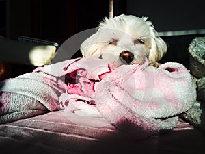 Sleeping maltese dog