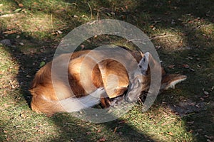 Sleeping Maned Wolf