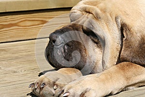 Sleeping mastiff