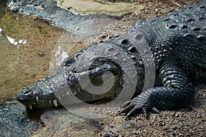 A sleeping Mexican Morelet`s crocodile Crocodylus moreletii