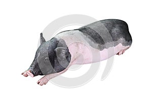 sleeping miniature pig isolated on white (Sus scrofa domesticus