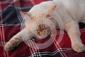 Sleeping mino cat - perfect dream
