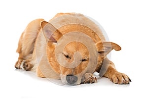 Sleeping mixed breed dog on white background