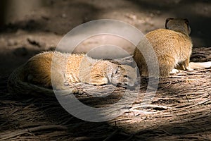 Sleeping Mongoose