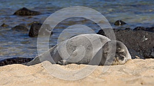 Sleeping Monk Seal photo