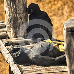 Sleeping monkey chimpanzee