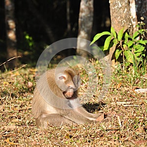 Sleeping monkey at Khao Yai national park