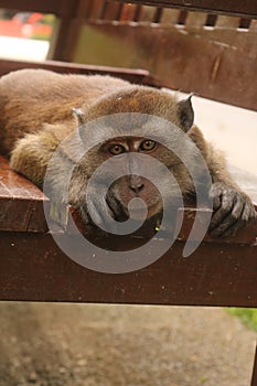 SLEEPING MONKEY AT SINGAPORE PARK