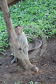 A Sleeping Monkey stands at a Tree in a Garden