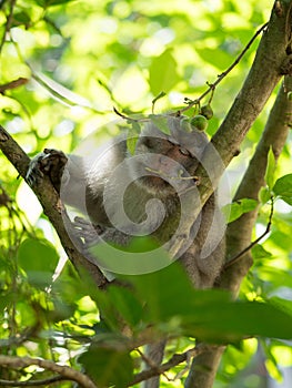 Sleeping monkey on a tree