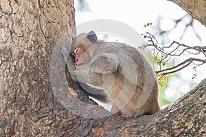 Sleeping monkey on the tree