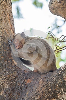 Sleeping monkey on the tree