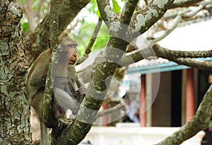 Sleeping Monkey on the tree. Take a rest