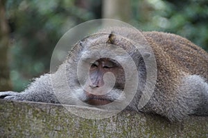 Sleeping monkey , Ubud , Indonesia