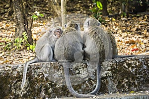 Sleeping monkeys at the Uluwatu Temple in Bali, Indonesia