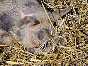 Sleeping mottled and pink piglet in the straw