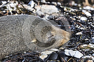 Sleeping New Zealand Fur Seal (Arctocephalus forsteri)