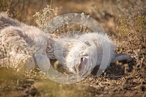 Sleeping newborn baby miniature donkey closeup