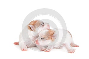 Sleeping Newborn Puppy on White