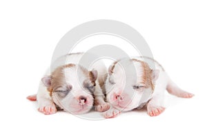 Sleeping Newborn Puppy on White