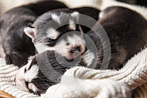 Sleeping newborne husky puppies