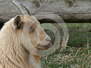 Sleeping Nigerian Dwarf Goat Seen in Profile with its Beard and Horns