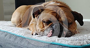 Sleeping Old English Bulldogge on a Comfy Pet Bed